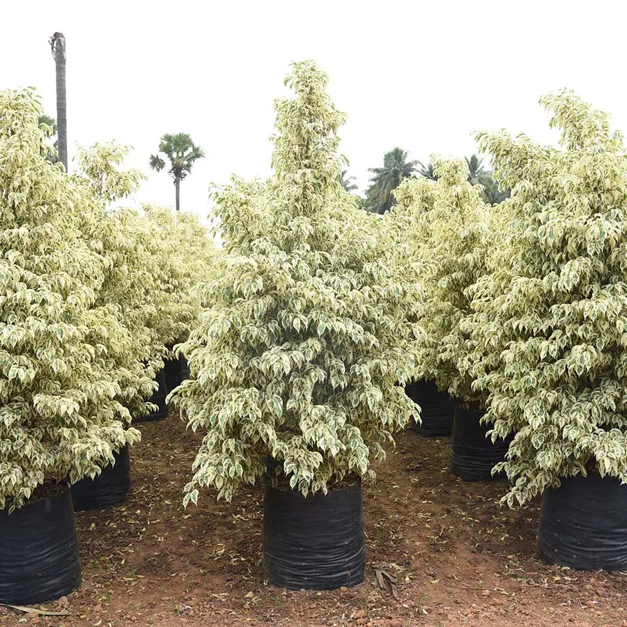 Best Ficus Starlight Plants Nurseries Near To Me Kadiyam India — Kadiyam  Rajasri Nursery Exports