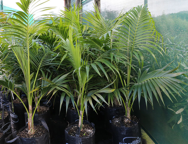 Kentia Palm