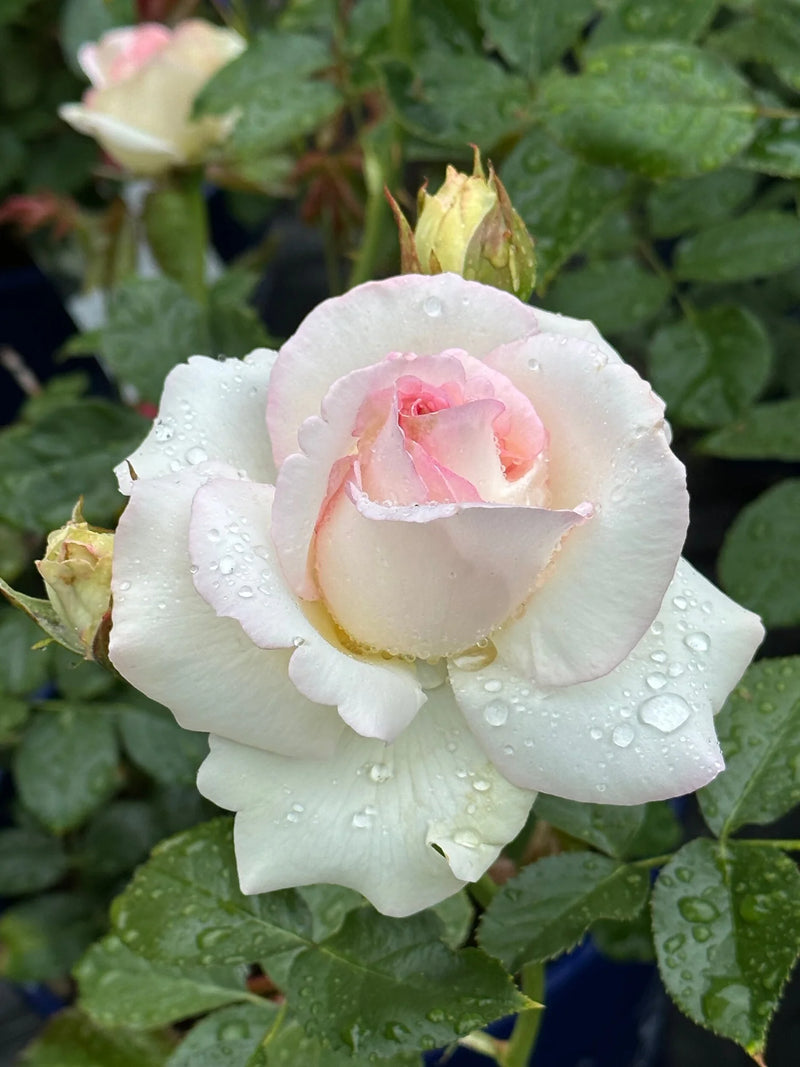 Rose Plants