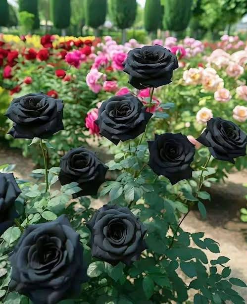 Rose Plants
