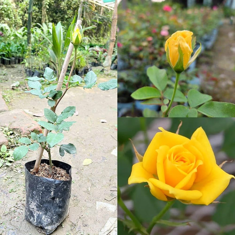Rose Plants