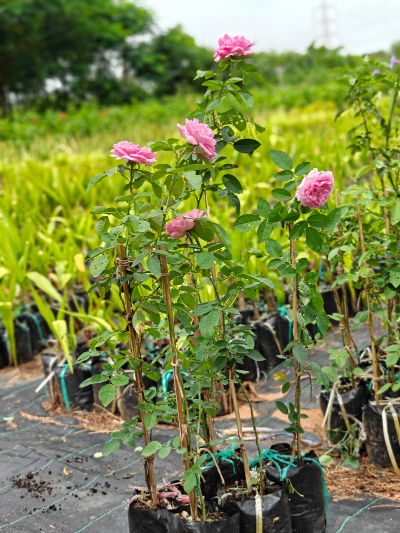 Rose Plants