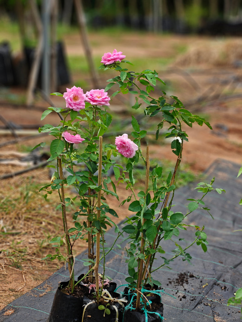Rose Plants