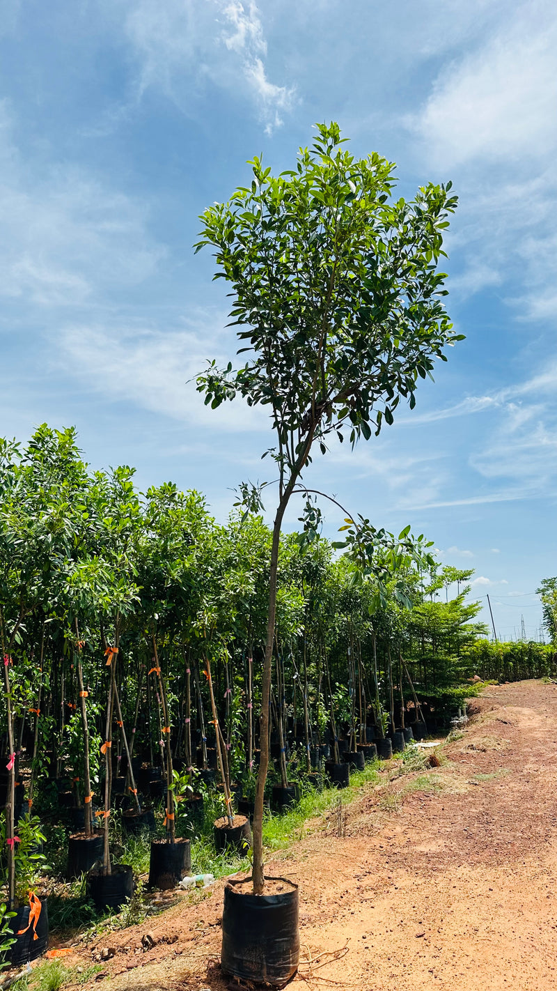 Tabebua Rosia Bignonia Megapotamica