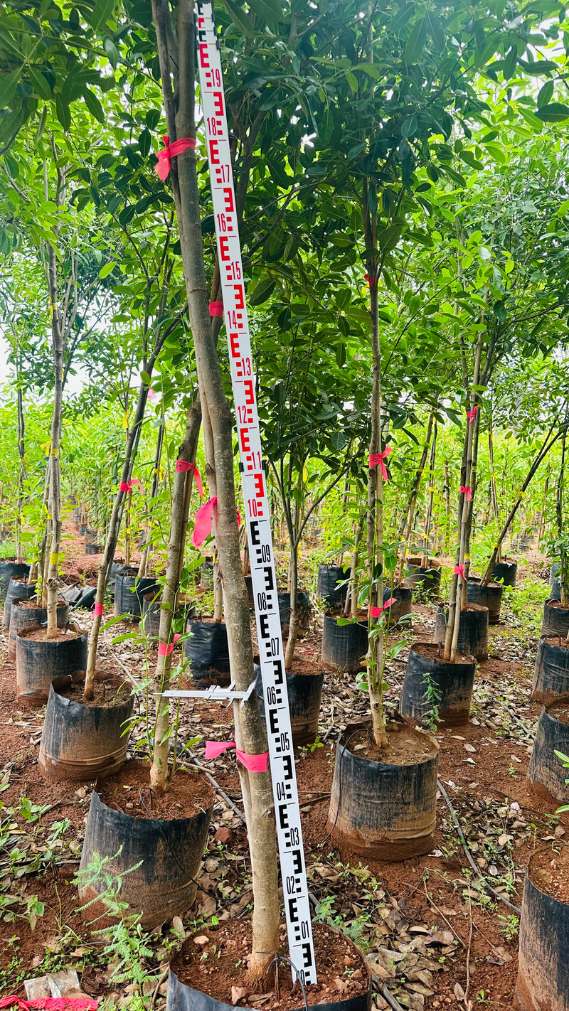 Tabebua Rosia Bignonia Megapotamica