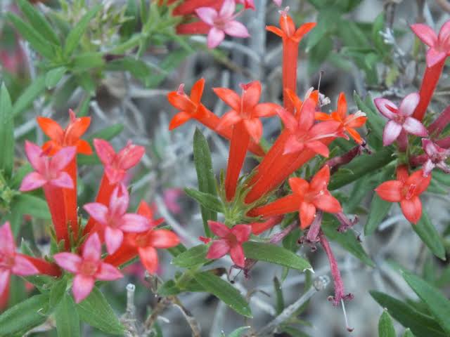 Bouvardia ternifolia