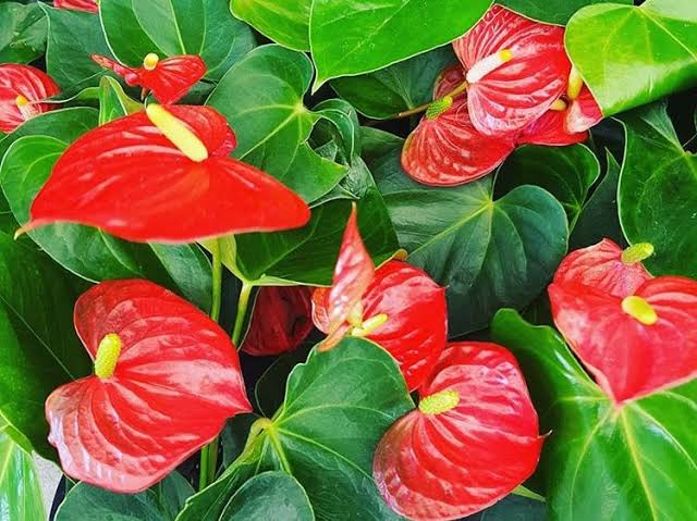 anthurium nursery in bangalore Best Anthurium Andraeanum Flower plants In Kadiyam Nurseries Near Me Andhra Pradesh — Kadiyam Rajasri Nursery Exports