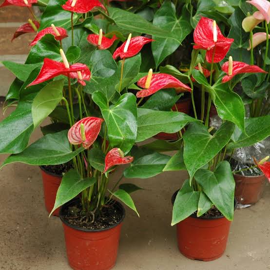 anthurium in marathi Best Anthurium Andraeanum Flower plants In Kadiyam Nurseries Near Me Andhra Pradesh — Kadiyam Rajasri Nursery Exports