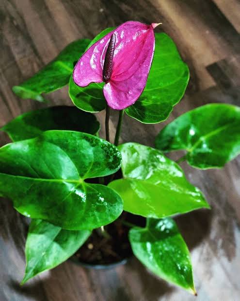 Anthurium Andraeanum