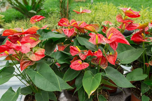 anthurium plants for sale in bangalore Best Anthurium Andraeanum Flower plants In Kadiyam Nurseries Near Me Andhra Pradesh — Kadiyam Rajasri Nursery Exports
