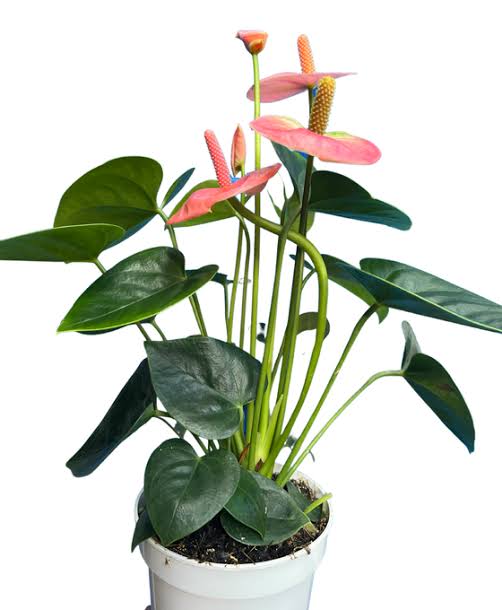 anthurium in telugu Best Anthurium Andraeanum Flower plants In Kadiyam Nurseries Near Me Andhra Pradesh