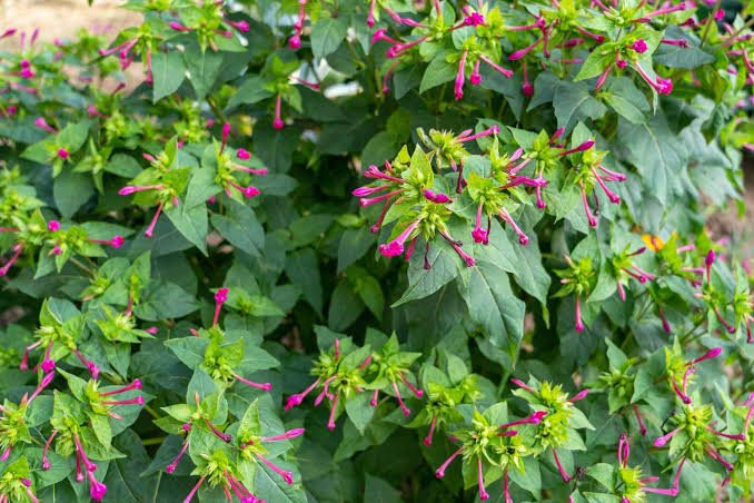 Mirabilis Jalapa