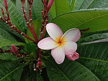Plumeria Rubra
