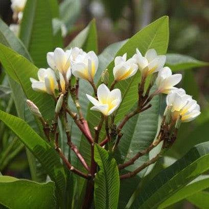Plumeria Rubra