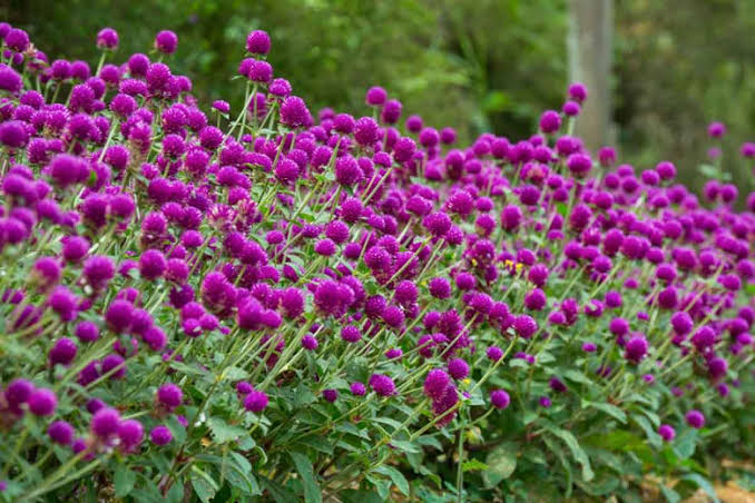 Gomphrena Globosa