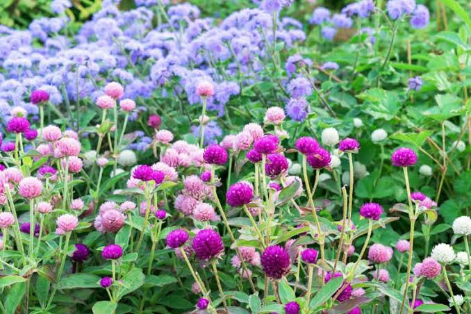 Gomphrena Globosa