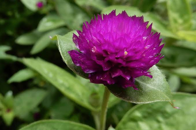 Gomphrena Globosa