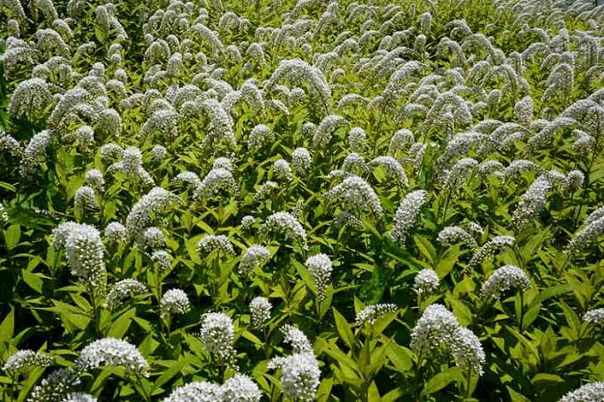 Lysimachia clethroides
