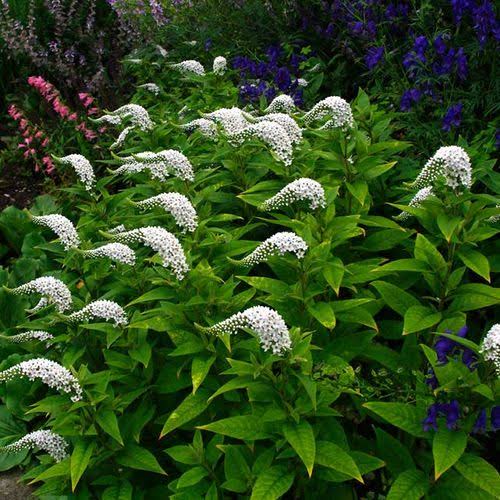 Lysimachia clethroides