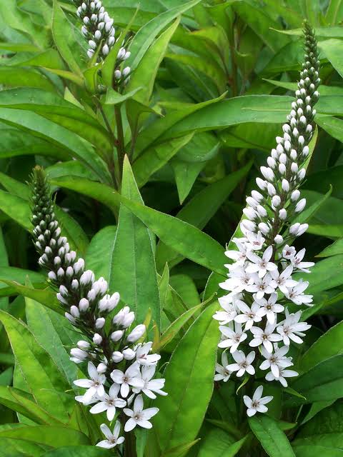 Lysimachia clethroides