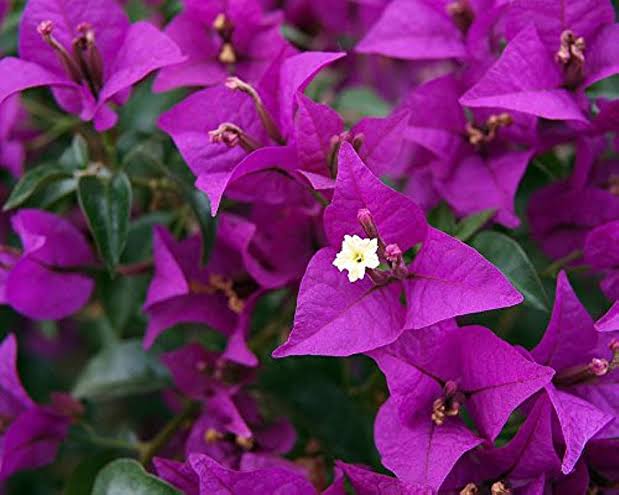 Bougainvillea Spectabilis