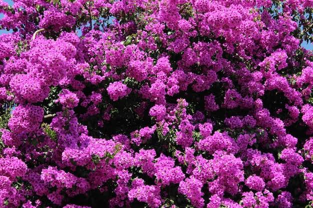 Bougainvillea Spectabilis