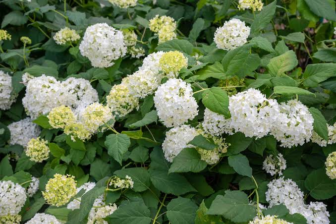 Hydrangea Arboresceme