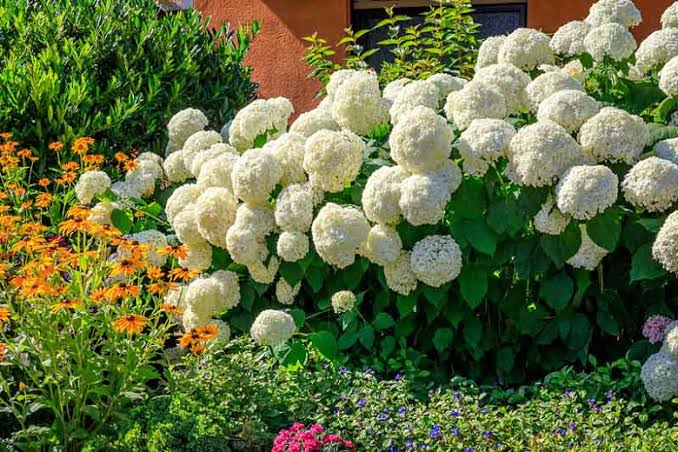 Hydrangea Arboresceme