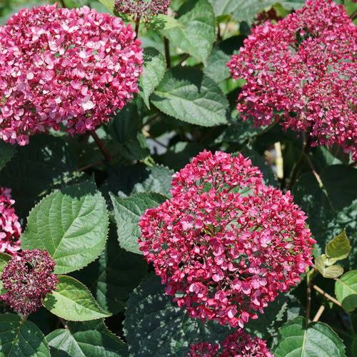 Hydrangea Arboresceme