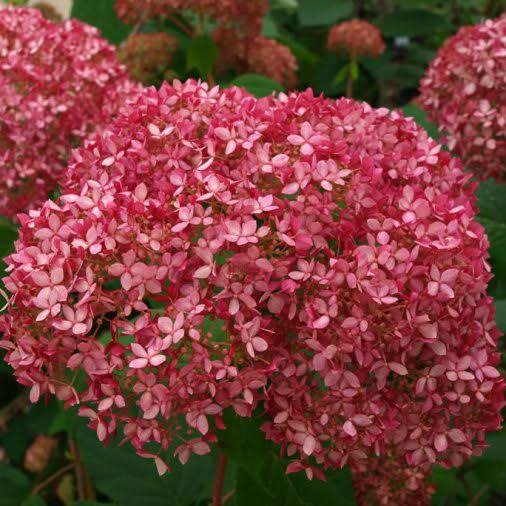 Hydrangea Arboresceme