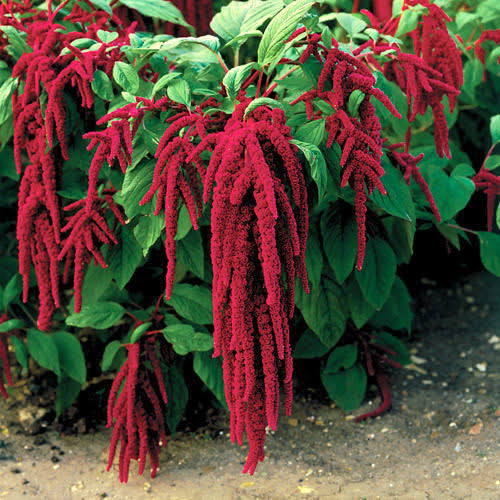 Amaranthus caudatus