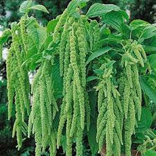Amaranthus caudatus