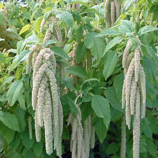 Amaranthus caudatus