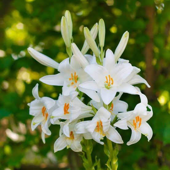 Lilium Candidum