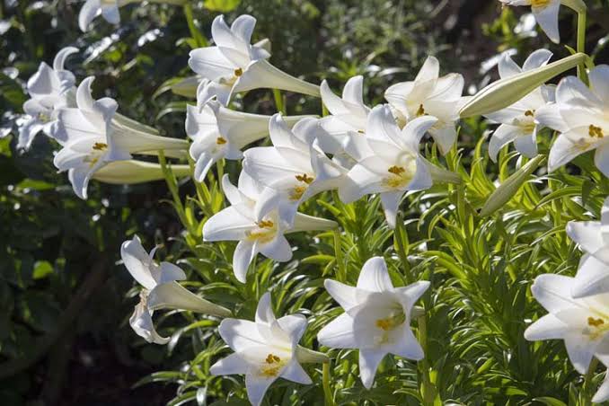 Lilium Candidum