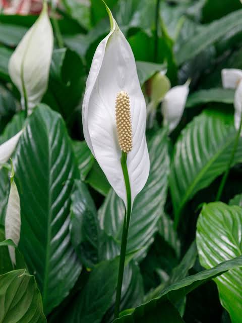 peace lily plant price in india Best Peace Lily plants in kadiyam India Andhra Pradesh — Kadiyam Rajasri Nursery Exports