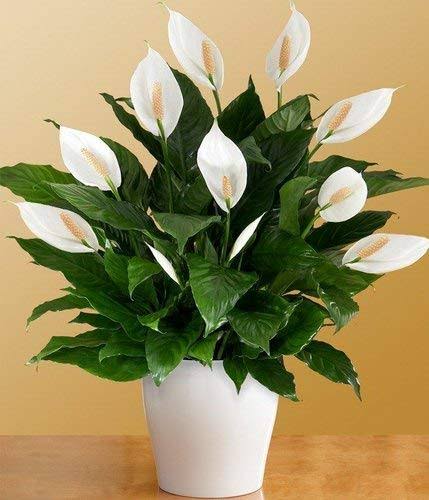 peace lily india Best Peace Lily plants in kadiyam India Andhra Pradesh — Kadiyam Rajasri Nursery Exports