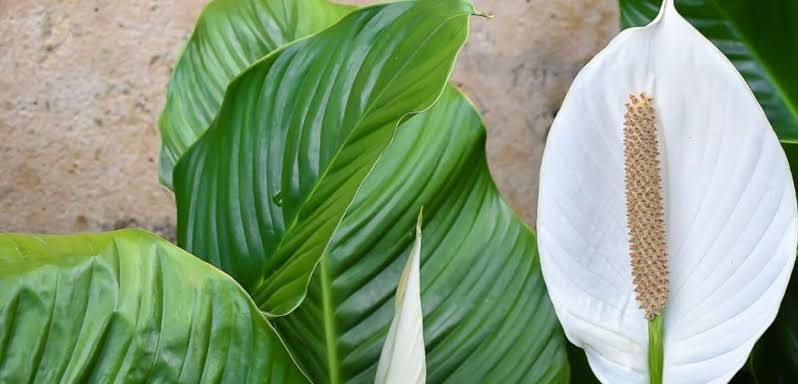 Peace Lily