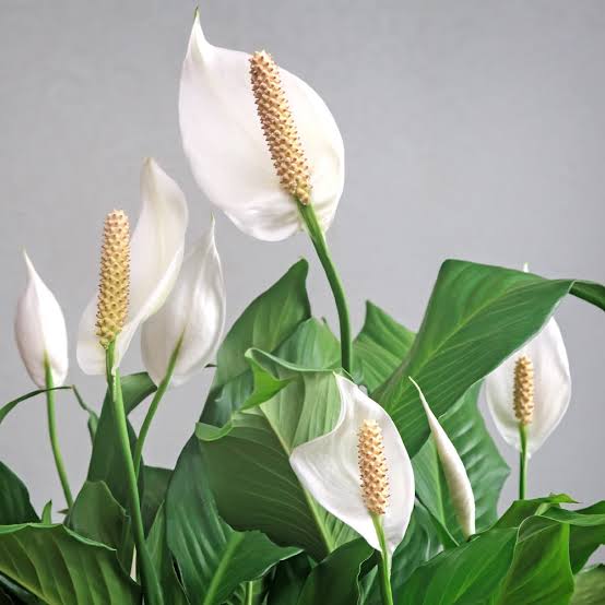 peace lily india Best Peace Lily plants in kadiyam India Andhra Pradesh