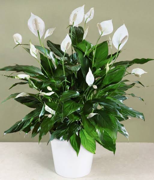 peace lily india Best Peace Lily plants in kadiyam India Andhra Pradesh — Kadiyam Rajasri Nursery Exports