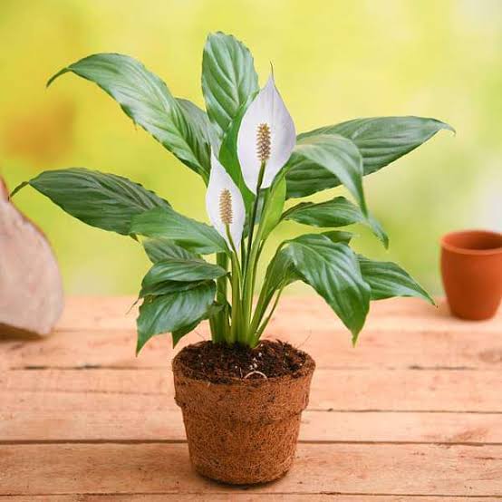 peace lily india hyderabad Best Peace Lily plants in kadiyam India Andhra Pradesh — Kadiyam Rajasri Nursery Exports