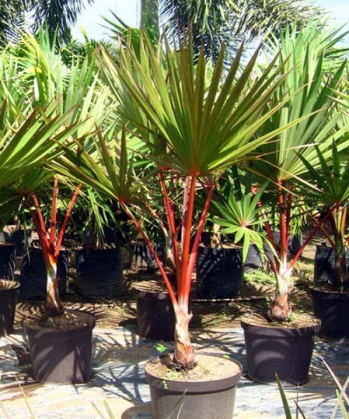 Red Latan Palm (Latania lontaroides) - Ornamental Fan Palm