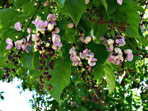 Pongamia  Pinnata