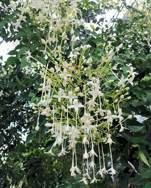 Best Millingtonia Hortensis Trees Plants Nursery Near To Me