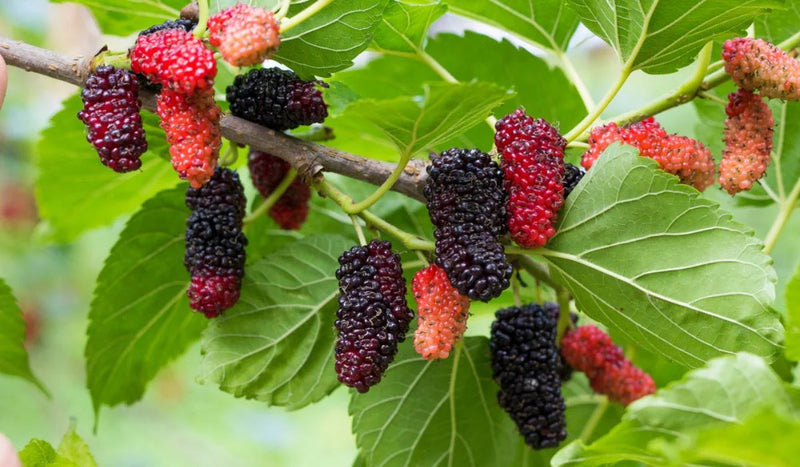 Mulberry Morus Alba