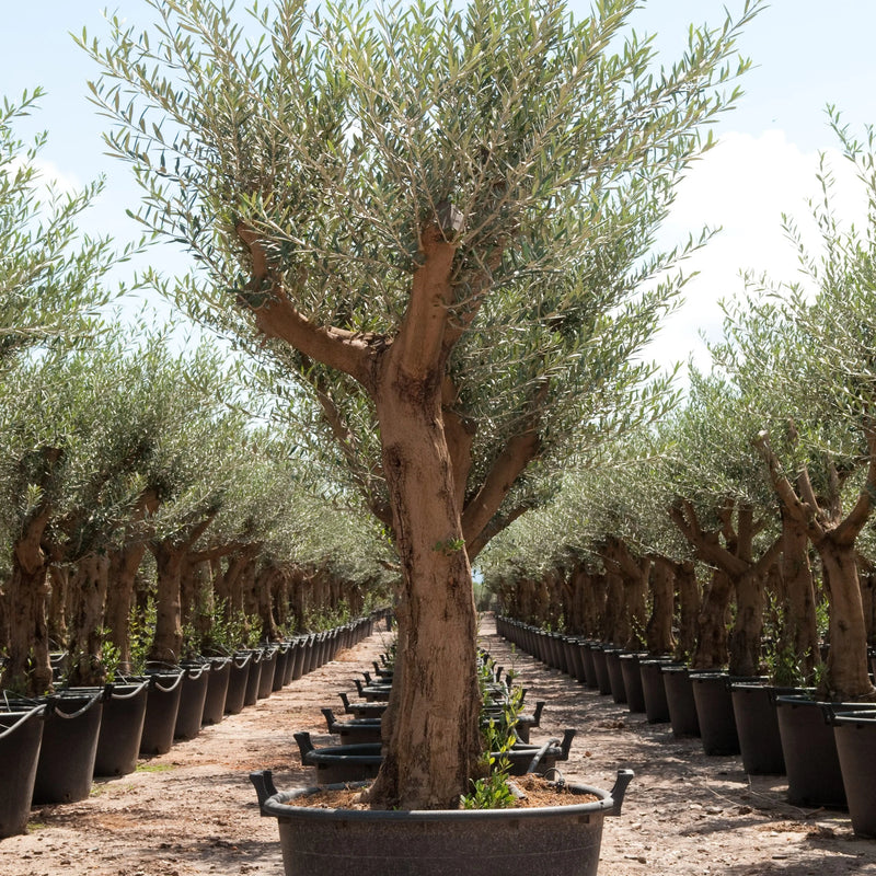 Olive Olea Europaea