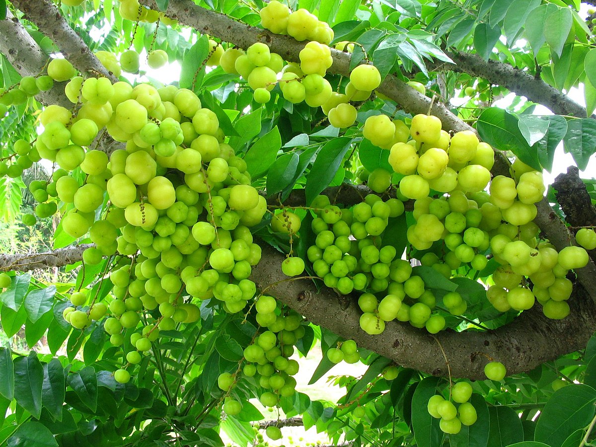 Gooseberry Fruit Plants