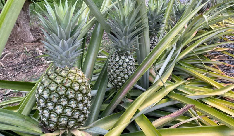 buy pineapple plant online india Best Pineapple Fruit Plants Nurseries Near Me In Kadiyam India Ananas comosus — Kadiyam Rajasri Nursery Exports