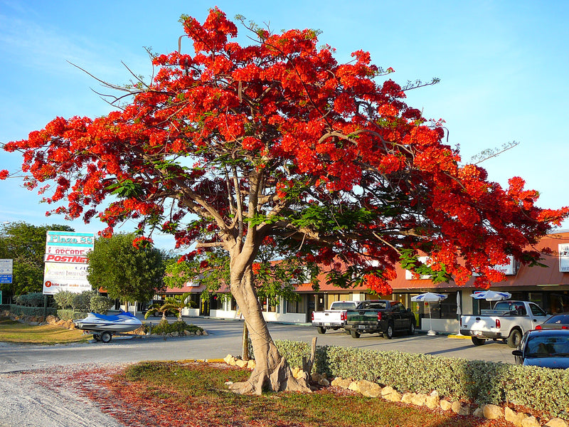 Delonix Regia Gulmohar