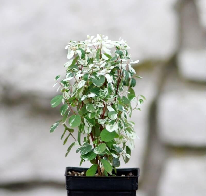snow bush indoor plant Best Snow Bush Plants Nurseries Near To Me Kadiyam India — Kadiyam Rajasri Nursery Exports